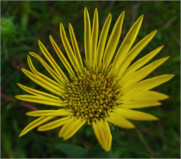 sm 330 Great Valley Gumplant.jpg - Great Valley Gumplant (Grindelia camporum): A Gumplant which is native to California and Baja.